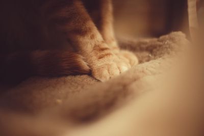 Close-up of cat relaxing on floor