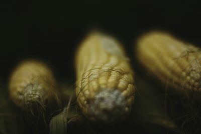 Close-up of fire against black background