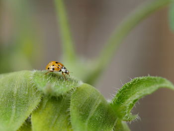 Close-up of ladybug on plant