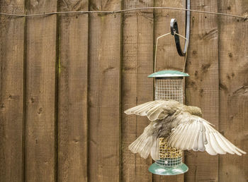 Bird perching on wood against wall