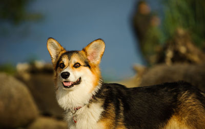 Close-up of dog looking away outdoors