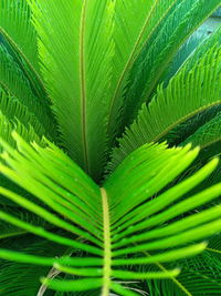 Full frame shot of palm leaves