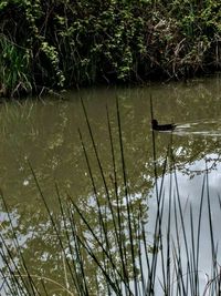 Reflection of trees in lake