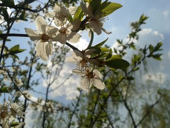Low angle view of flowers on tree