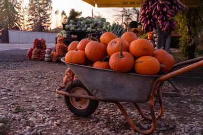 View of pumpkins in container