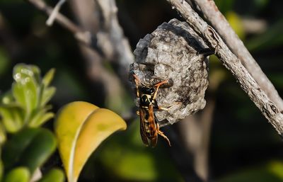 Close-up of insect perching on plant