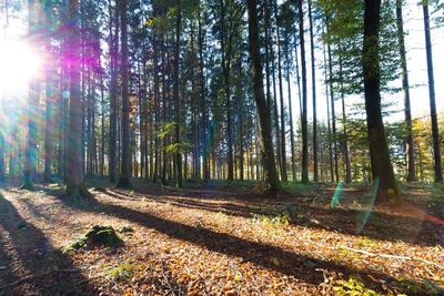 Sunlight streaming through trees in forest