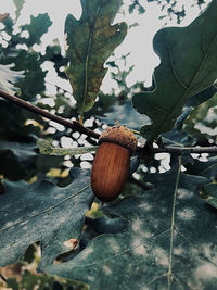 Close-up of fruits and leaves on tree