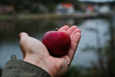 Midsection of person holding apple