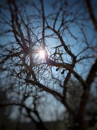 Low angle view of silhouette bare trees against sky