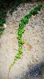 High angle view of leaves