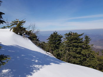 Trees by road against sky