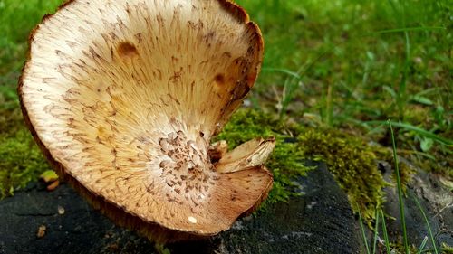 High angle view of mushroom growing on field