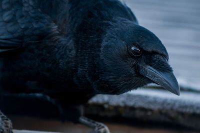 Close-up of raven perching outdoors