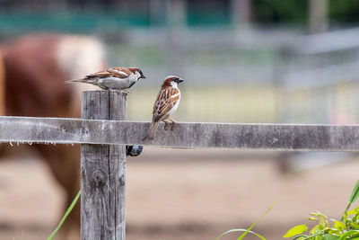 Sparrows perching on wooden fence