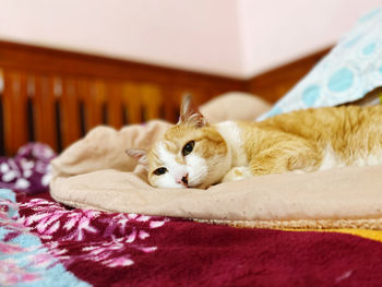 Cat sleeping on bed at home