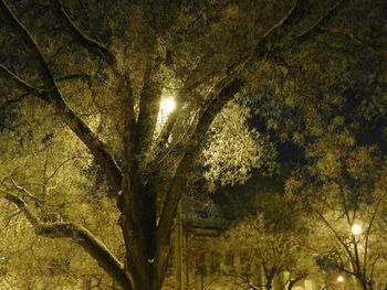 Low angle view of tree at night