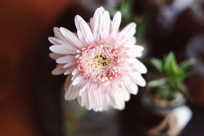 Close-up of pink flower