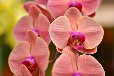 Close-up of pink orchids