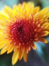 Close-up of yellow flower blooming outdoors