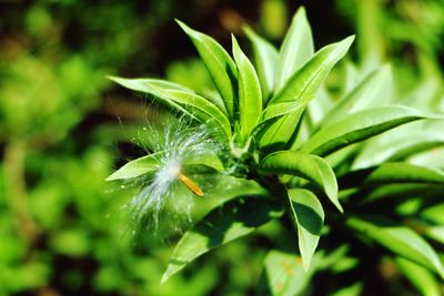 Close-up of green leaves