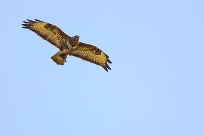 Low angle view of eagle flying against clear sky