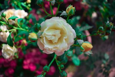 Close-up of rose plant