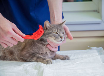 Veterinarian combs a street kitten at the volunteer aid station, free cat help