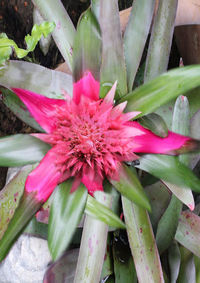 Close-up of pink cactus flower