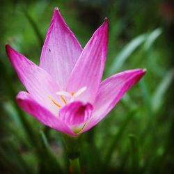 Close-up of pink flower