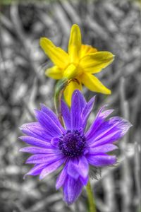 Close-up of purple crocus blooming outdoors