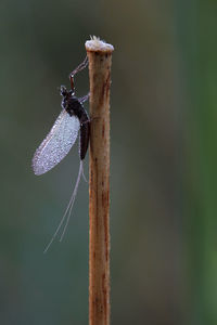 Close-up of dragonfly on twig