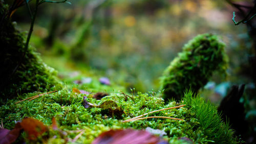 Close-up of moss growing on land