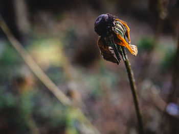 Close-up of insect on flower