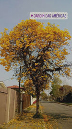 Autumn tree by plants against sky