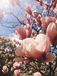 Close-up of fresh flowers blooming in tree