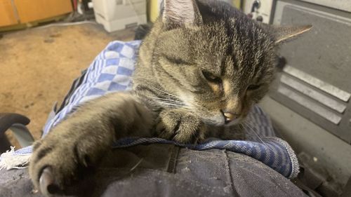 Close-up of tabby sleeping cat