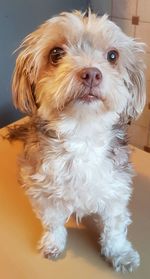 Close-up portrait of dog