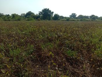 Scenic view of field against clear sky