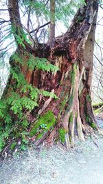 Tree trunk in forest