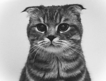 Portrait of cat against white background