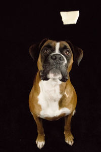 Portrait of dog sitting against black background