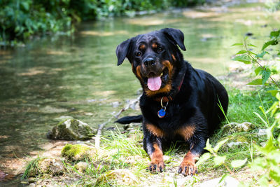 Portrait of black dog