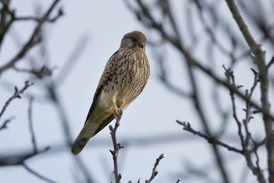 Low angle view of bird perching on branch