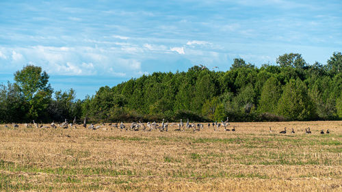 Scenic view of trees on field against sky