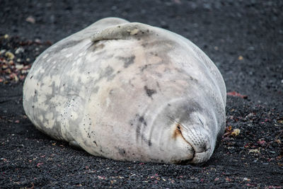 Close-up of animal sleeping on street