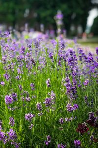 Close-up of purple flowering plants on field