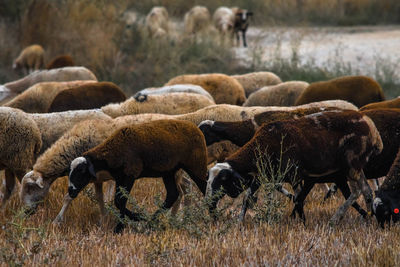 Sheep grazing in a field