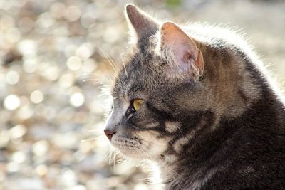 Close-up of a cat looking away