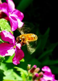 Close-up of bee pollinating on pink flower